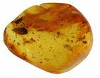 Fossil Fly, Mothfly & Plant In Baltic Amber #45143-1